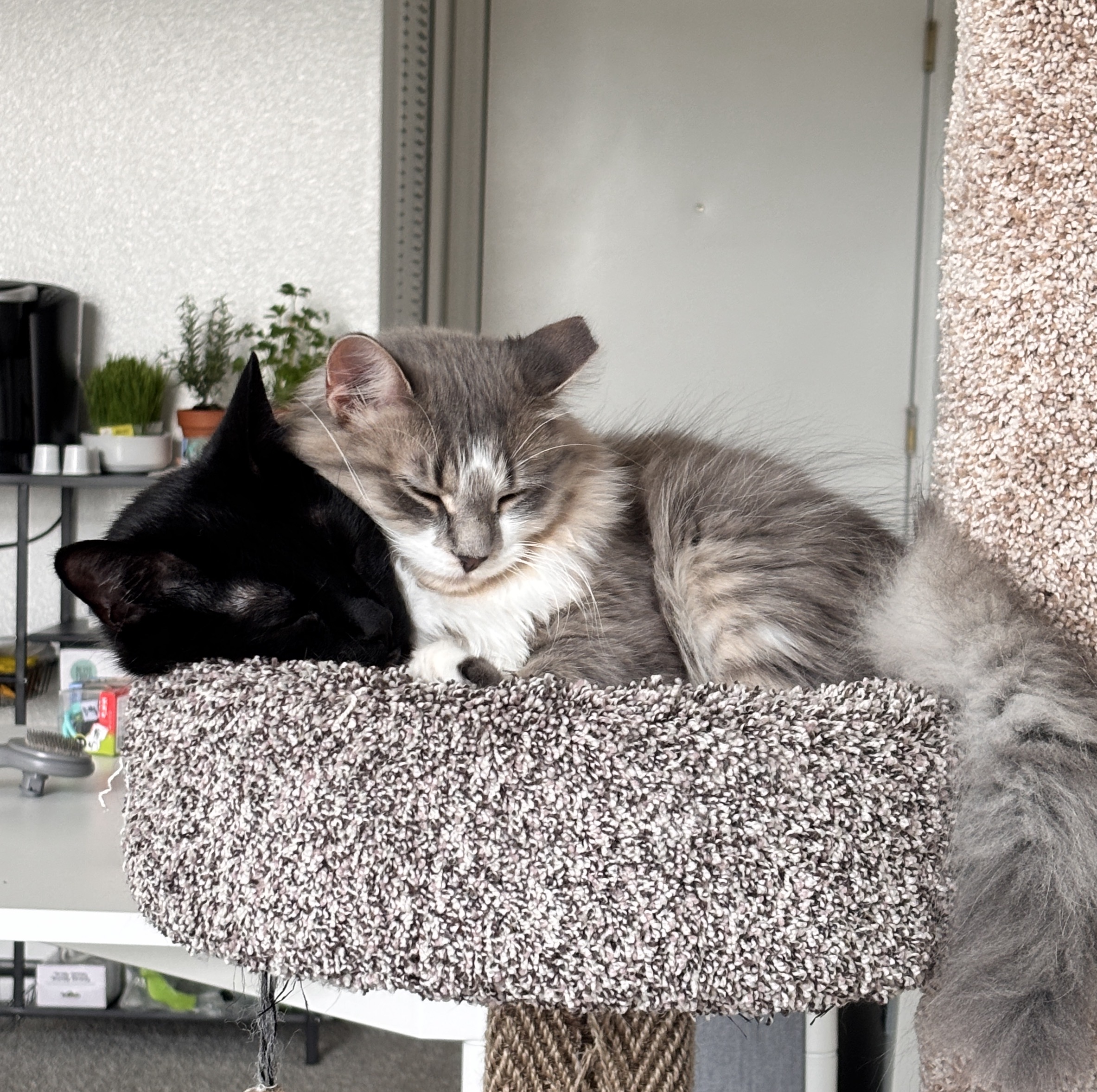Xiangxiang and Qiaoqiao together
